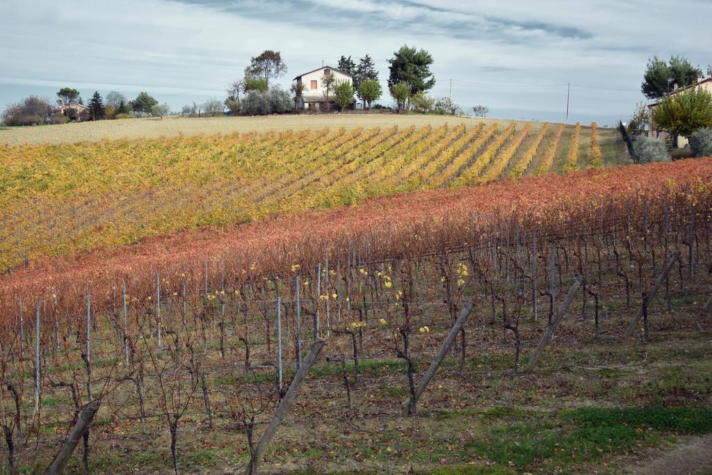 Agriturismo Al Rifugio Divino Belvedere Ostrense 외부 사진