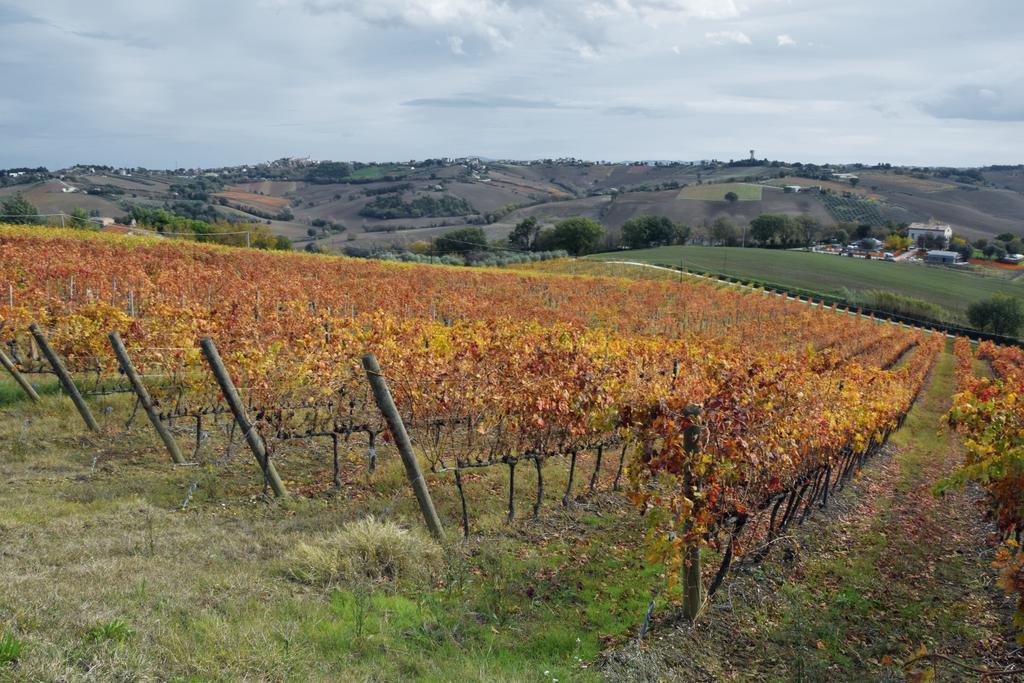Agriturismo Al Rifugio Divino Belvedere Ostrense 외부 사진